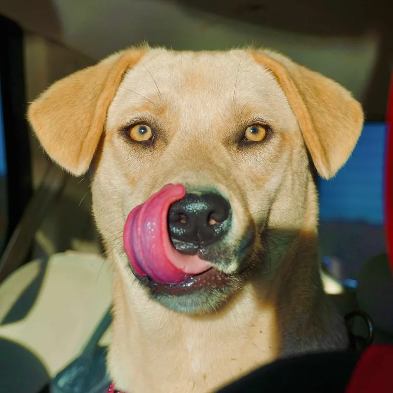 A young medium-sized female Labrador Retriever dog named Chickie for adoption in San Diego, CA