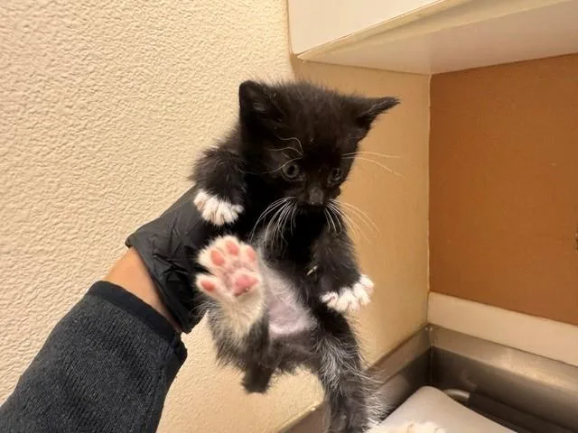 A baby small-sized female Domestic Short Hair cat named Olise for adoption in Fairfield, CA