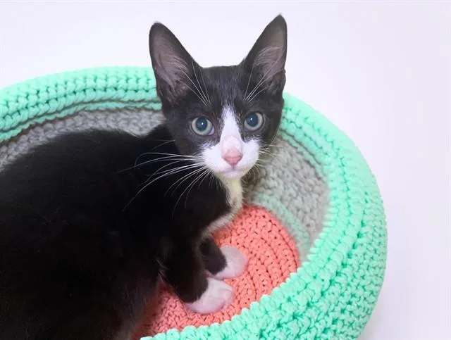A baby medium-sized male Domestic Short Hair cat named Sokka for adoption in Fort Lauderdale, FL