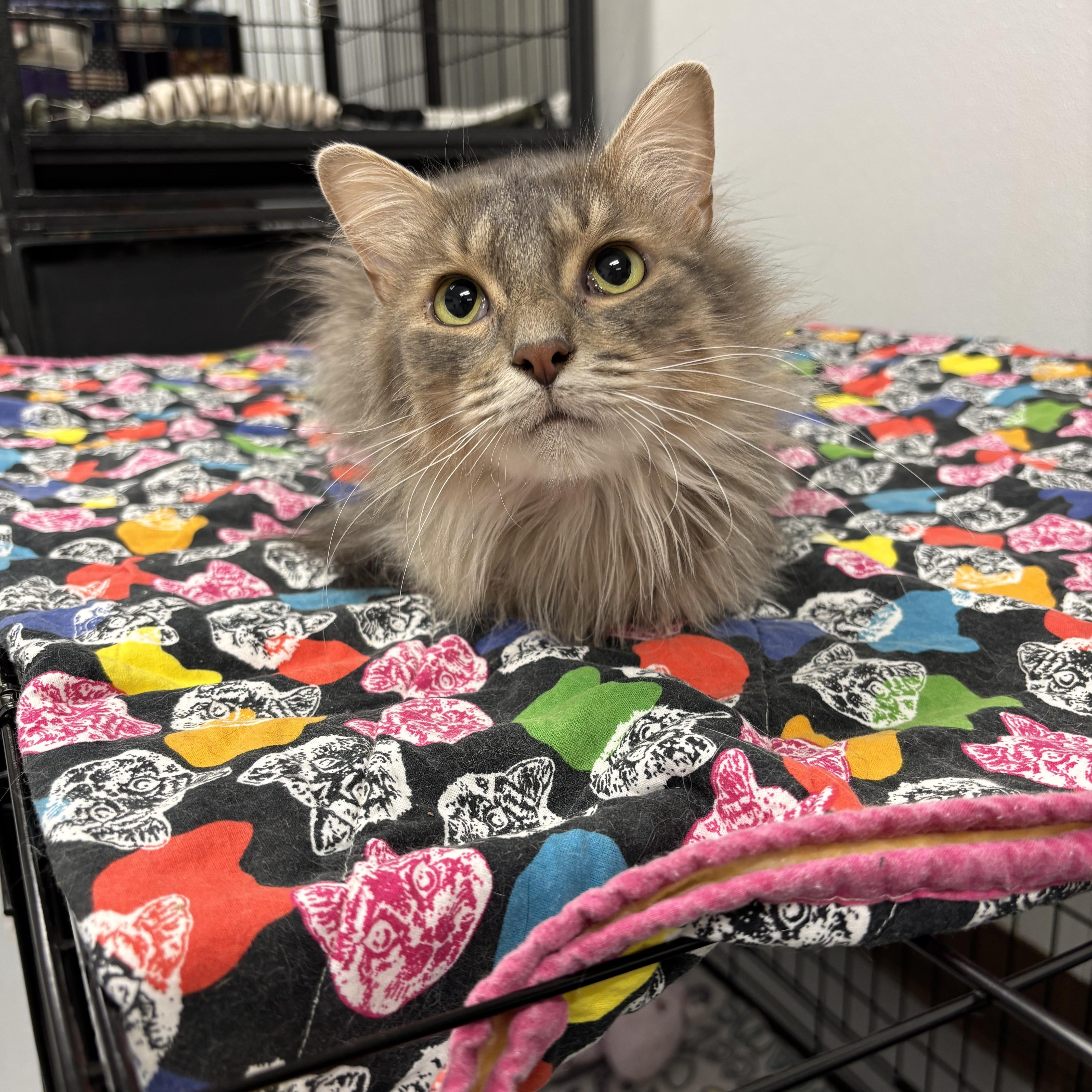 An adult small-sized female Tabby (Gray / Blue / Silver) Domestic Medium Hair cat named Ava for adoption in Grosse Ile, MI