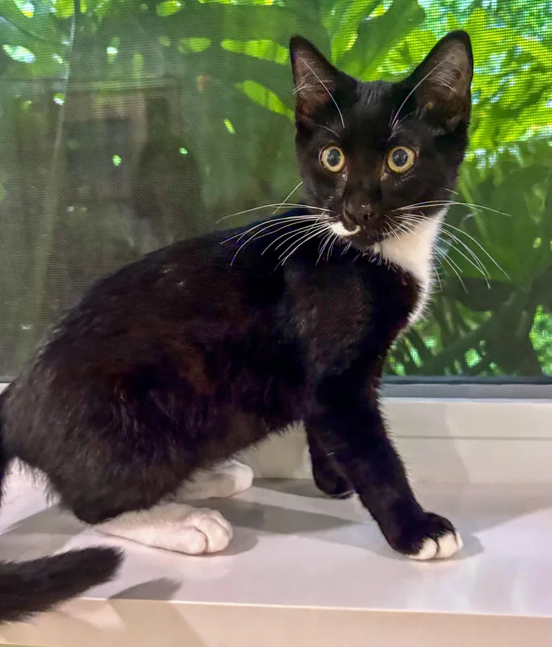 Sir Whiskers thumbnail 2