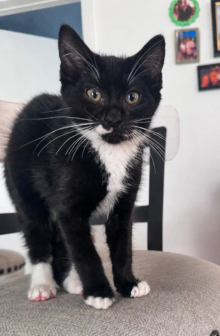 Sir Whiskers thumbnail 3