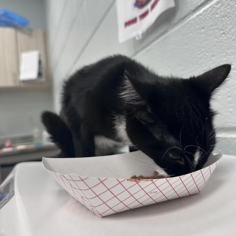 A young medium-sized female Black Domestic Short Hair cat named Marie for adoption in Chattanooga, TN