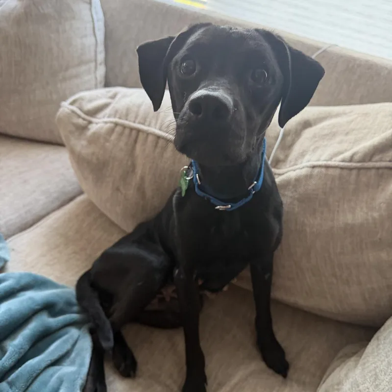 An adult medium-sized female Black Labrador Retriever dog named Stormy for adoption in Avon, OH