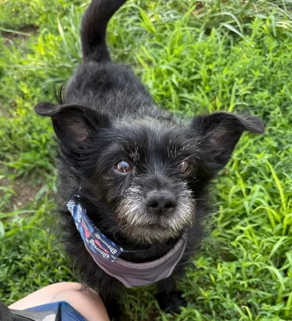 A senior small-sized male Cairn Terrier dog named Hunter for adoption in Long Beach, NY