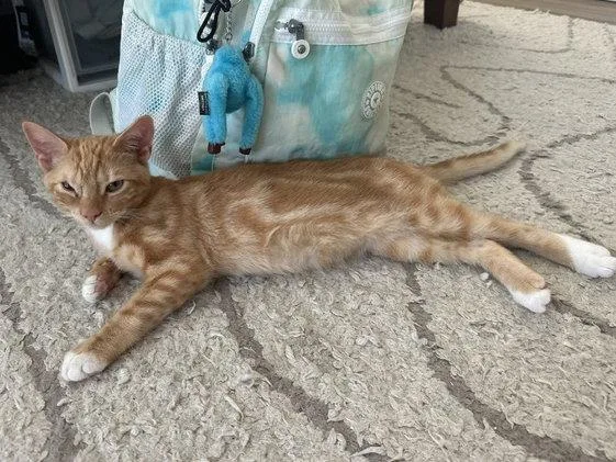 A baby small-sized male Orange / Red Domestic Short Hair cat named Boone for adoption in Mission Viejo, CA