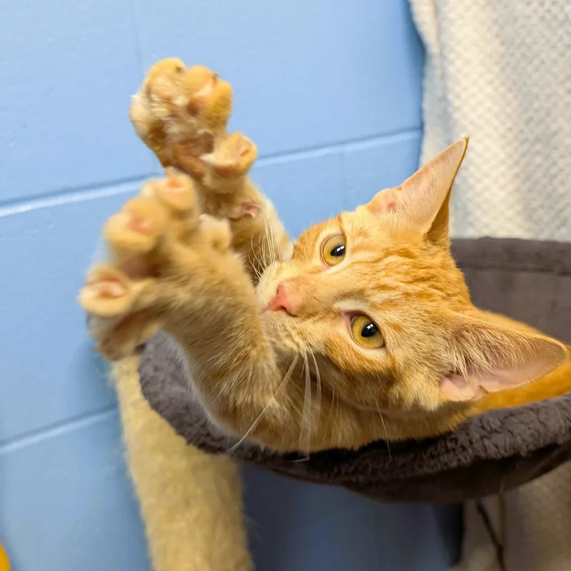A baby medium-sized male Tabby (Orange / Red) Domestic Short Hair cat named Dewey for adoption in Lowell, AR