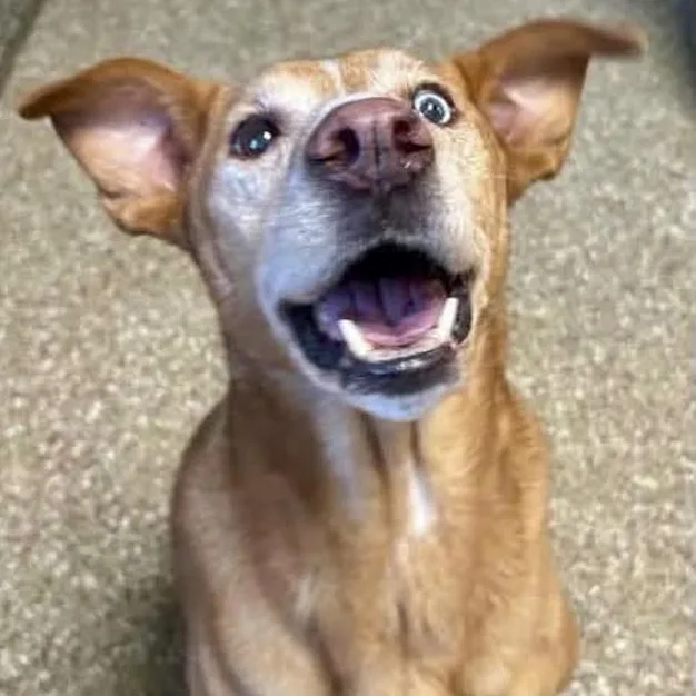 A senior medium-sized female Golden Retriever dog named Georgia Peach for adoption in Toledo, OH