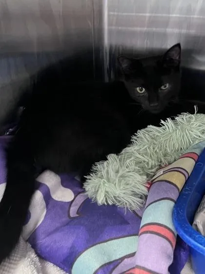 A baby small-sized male Domestic Short Hair cat named Iago for adoption in Houston, TX