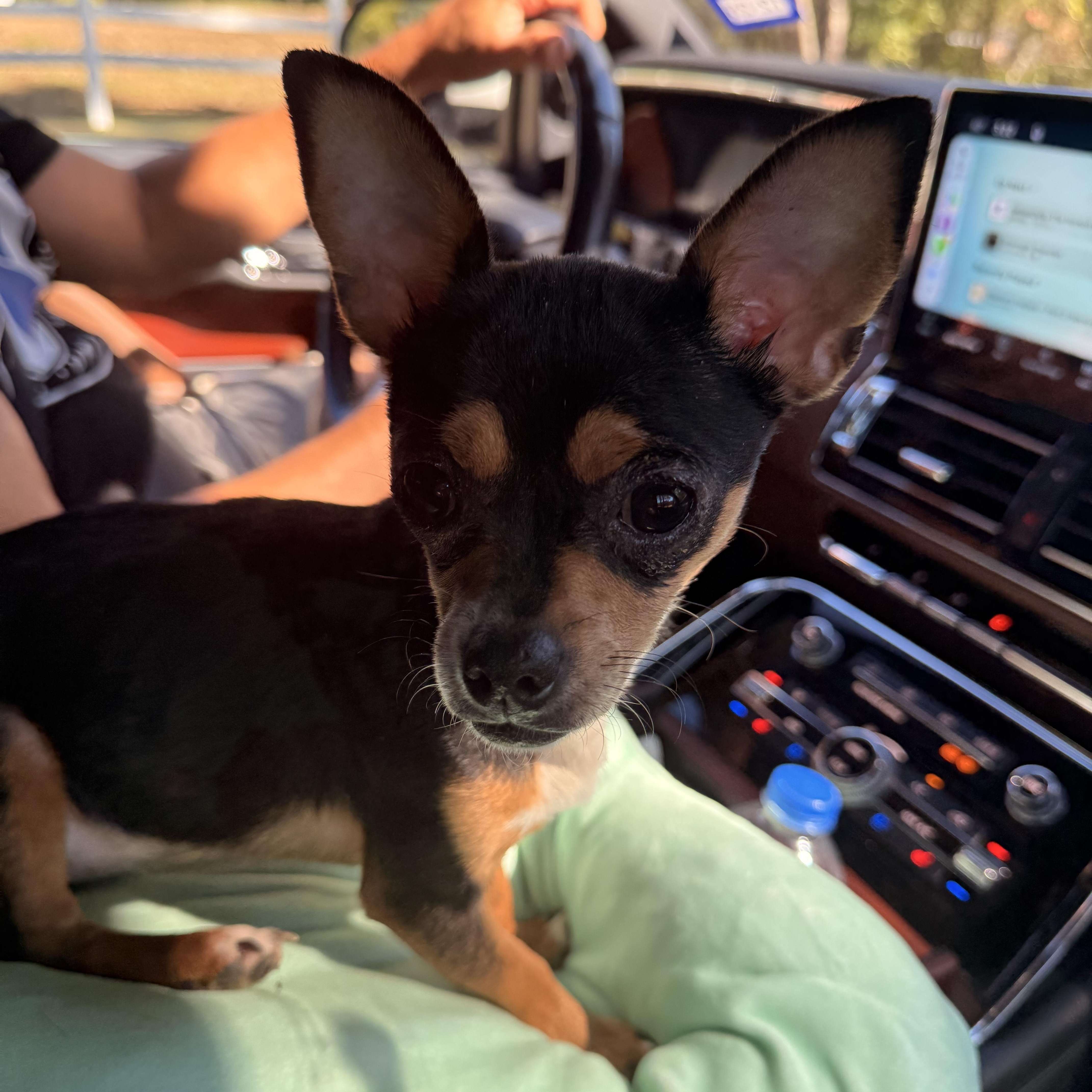 A young small-sized female Chihuahua dog named Daphne for adoption in Texarkana, TX