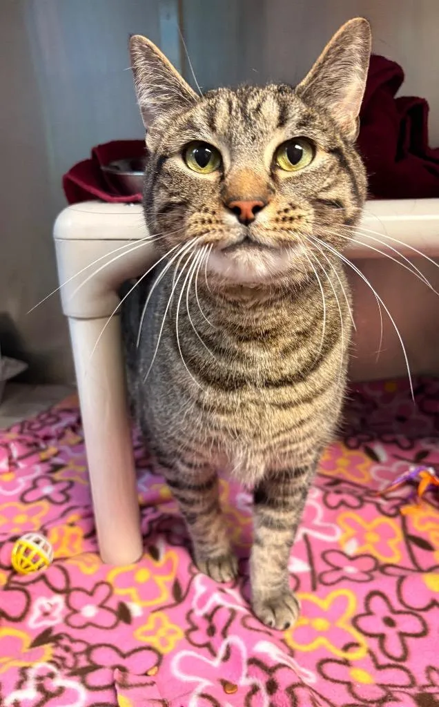 An adult small-sized male Manx cat named Bubby for adoption in Detroit, MI