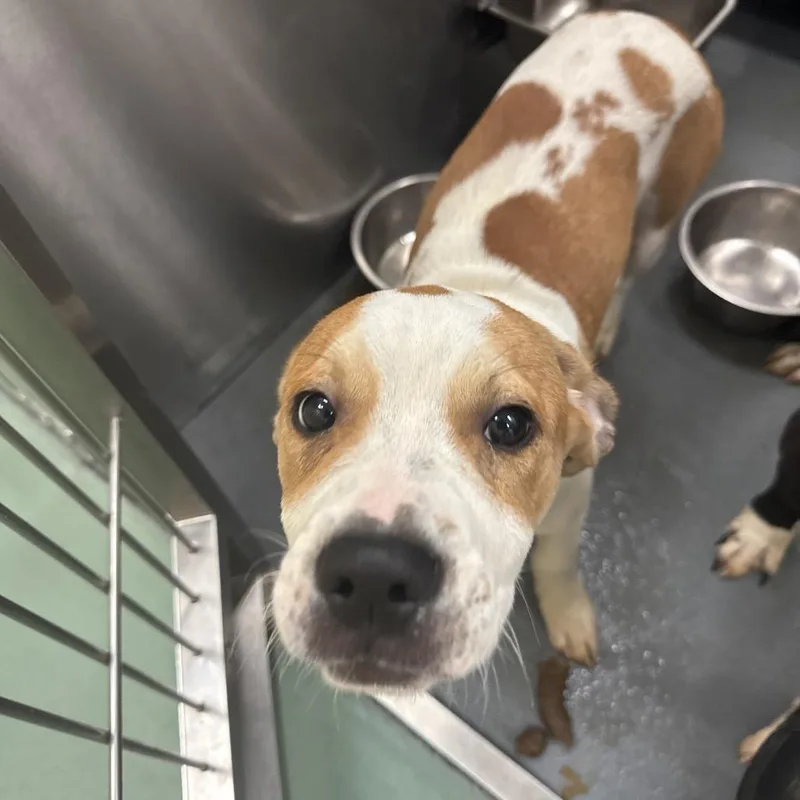 A baby medium-sized male White / Cream Mixed Breed dog named Trask for adoption in Memphis, TN