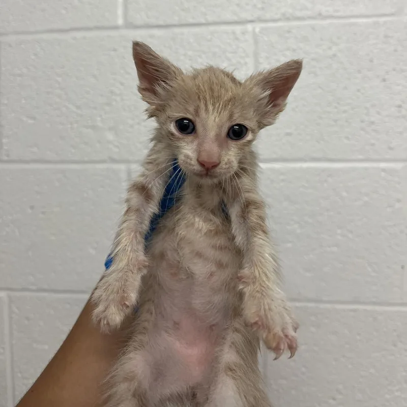 A baby small-sized male Domestic Short Hair cat named Icee I for adoption in Edinburg, TX