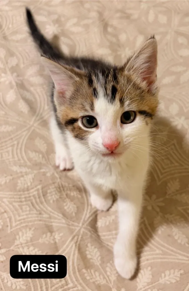 A baby medium-sized male Domestic Short Hair cat named Messi for adoption in Johnson City, TN