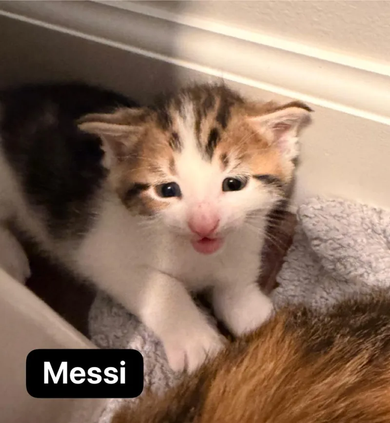 Messi thumbnail 3