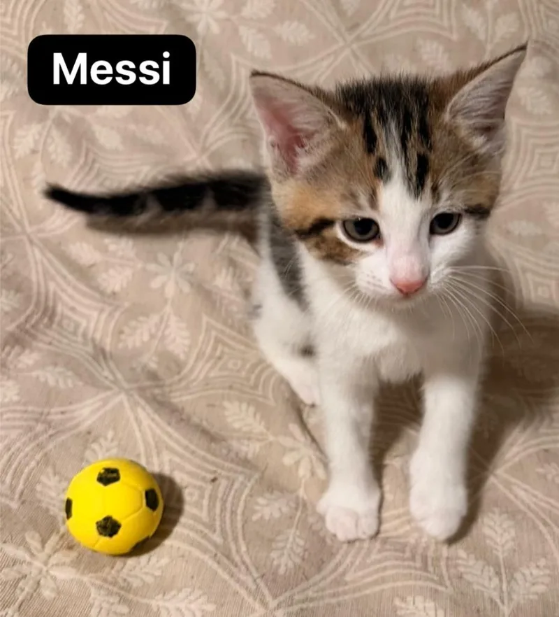 Messi thumbnail 6