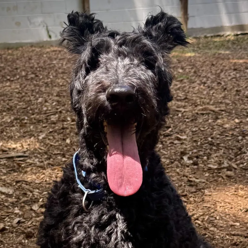 An adult medium-sized female Black Mixed Breed dog named Duckling for adoption in Decatur, GA