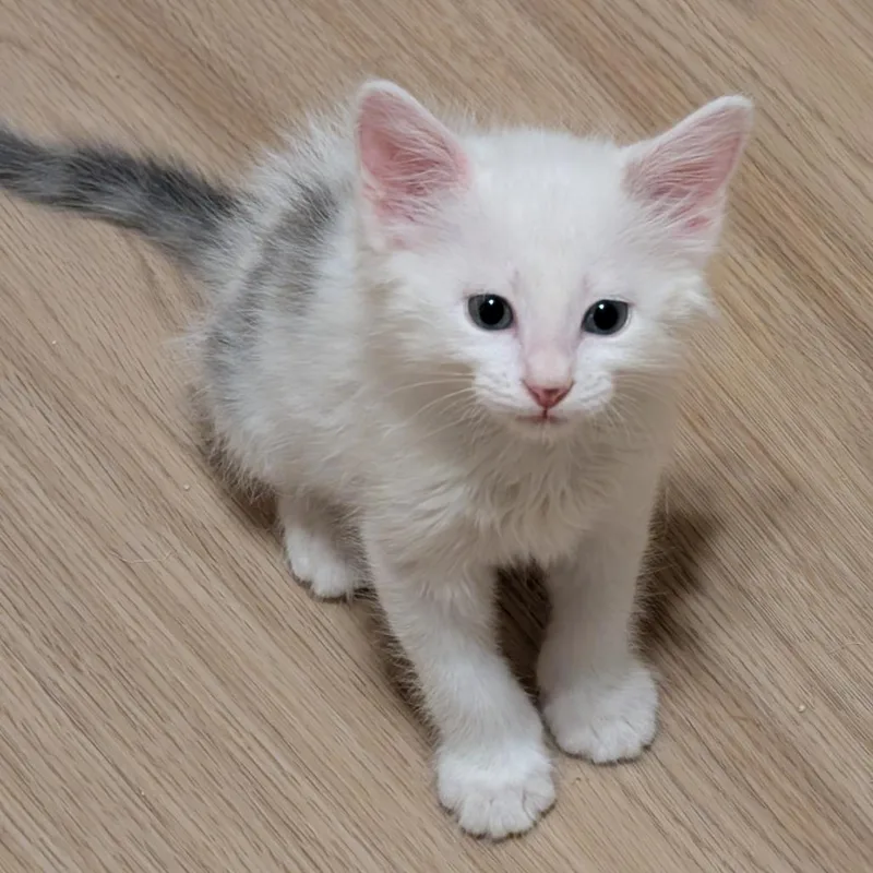 A baby small-sized male White Domestic Short Hair cat named Moolah Moolah for adoption in Austin, TX
