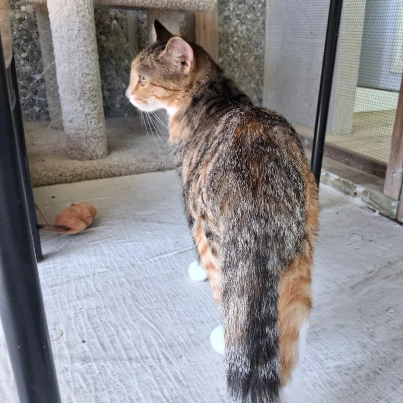 A young medium-sized female Torbie Domestic Short Hair cat named Froot Loop for adoption in Middlebury, VT