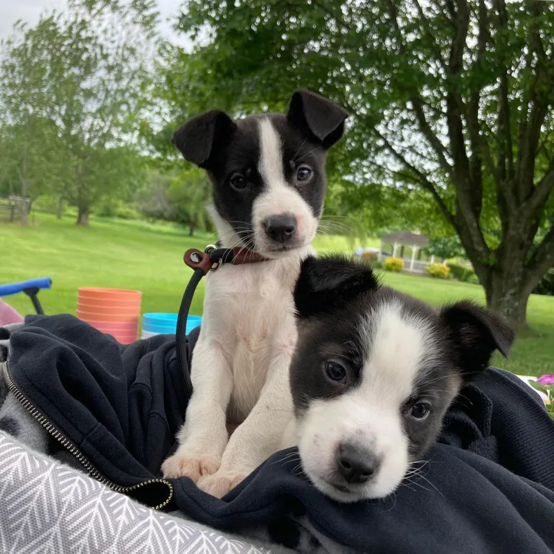 A baby medium-sized female Black Mixed Breed dog named Amos for adoption in New Windsor, NY