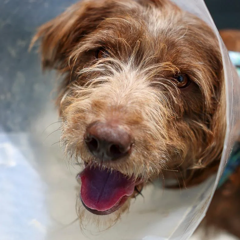 An adult medium-sized female Brown / Chocolate Retriever dog named Coco for adoption in Bradenton, FL