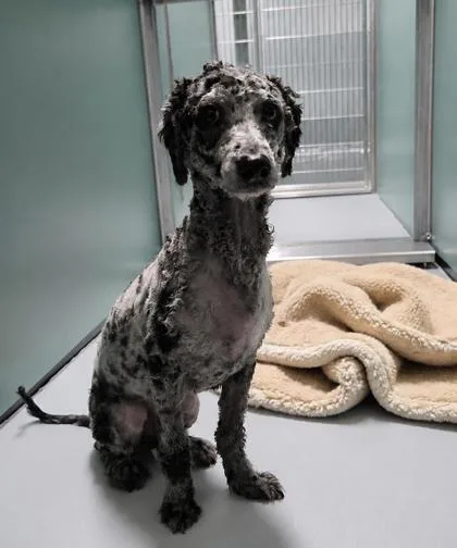 An adult medium-sized male Poodle dog named Azul for adoption in Portland, ME