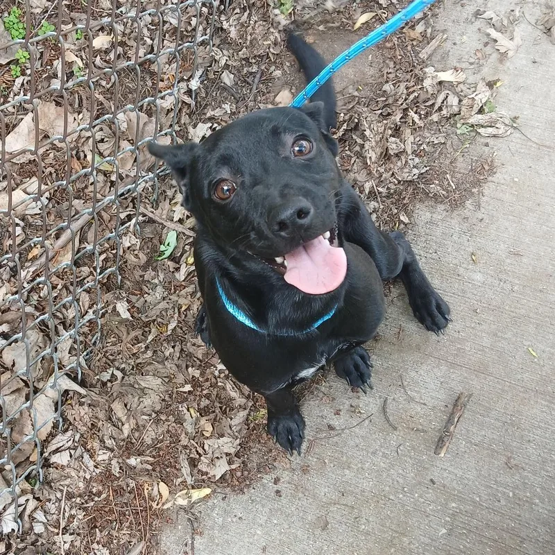 A young small-sized male Chihuahua dog named Jody for adoption in Chicago, IL