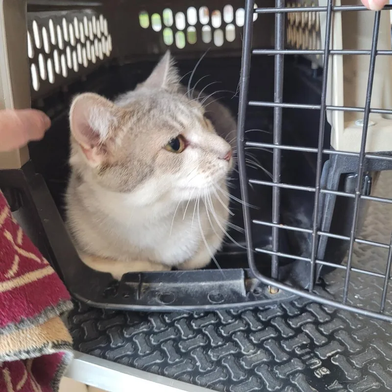 A baby medium-sized female Domestic Short Hair cat named Pip for adoption in Grand Rapids, MN