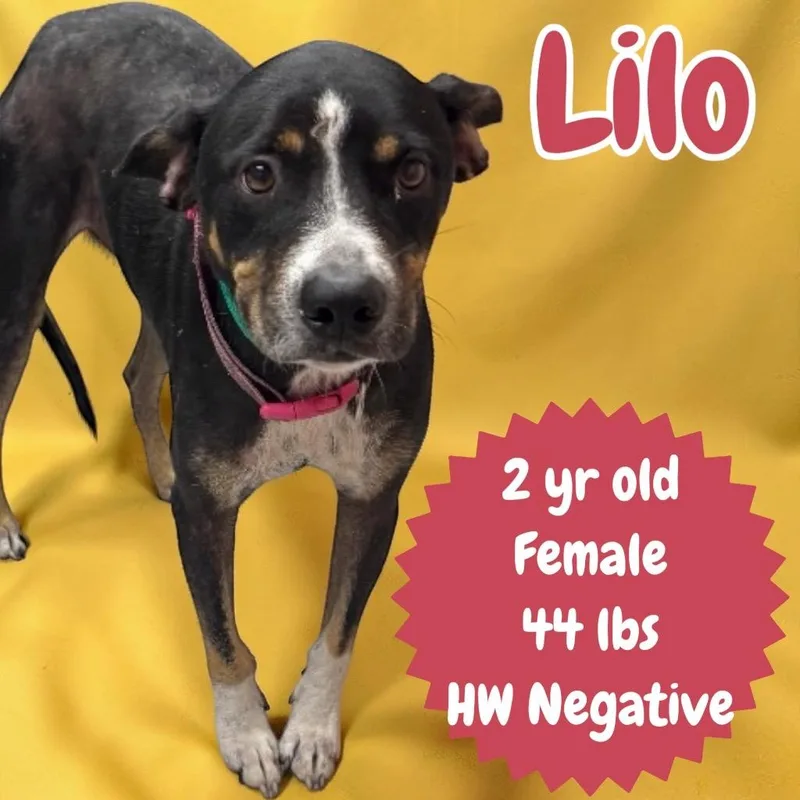 A young medium-sized female Hound dog named Lilo for adoption in Sorrento, LA
