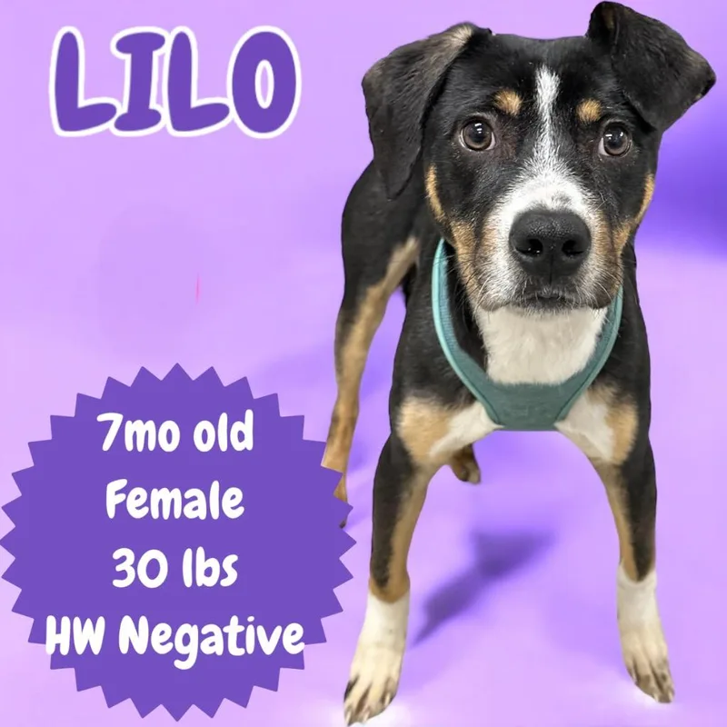Lilo thumbnail 3