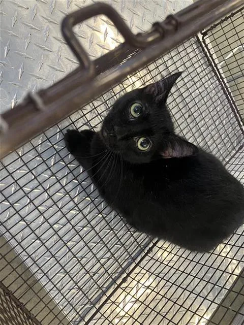 A young small-sized female Domestic Short Hair cat named Cynthia for adoption in San Antonio, TX