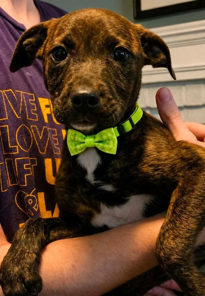 A baby medium-sized male Labrador Retriever dog named Zano for adoption in El Dorado, AR