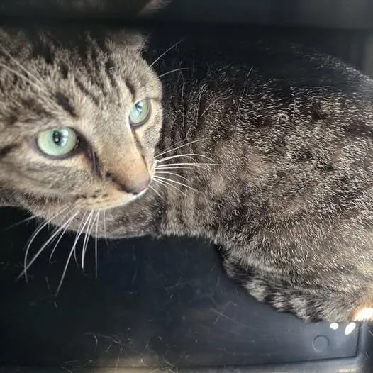 An adult large-sized male Brown / Chocolate Domestic Short Hair cat named Maurice for adoption in Bristol, IN