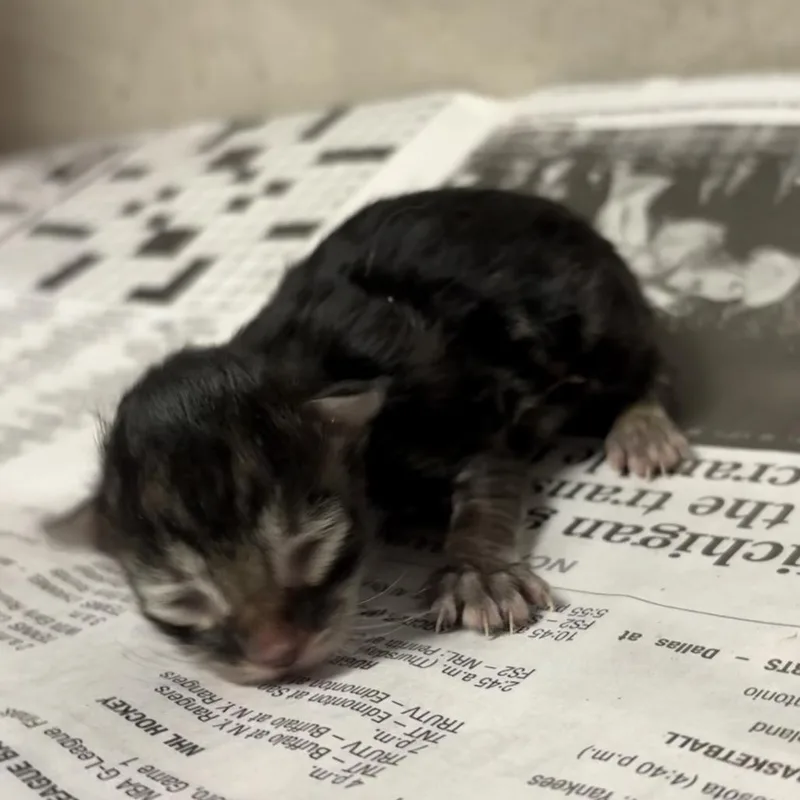 A baby small-sized male Brown / Chocolate Domestic Short Hair cat named Cap'n Crunch for adoption in Yuma, AZ