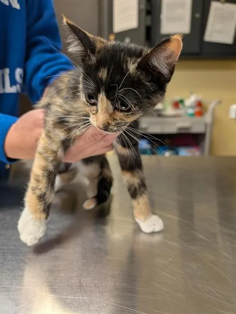 A baby medium-sized female Domestic Short Hair cat named Anaheim for adoption in Cookeville, TN
