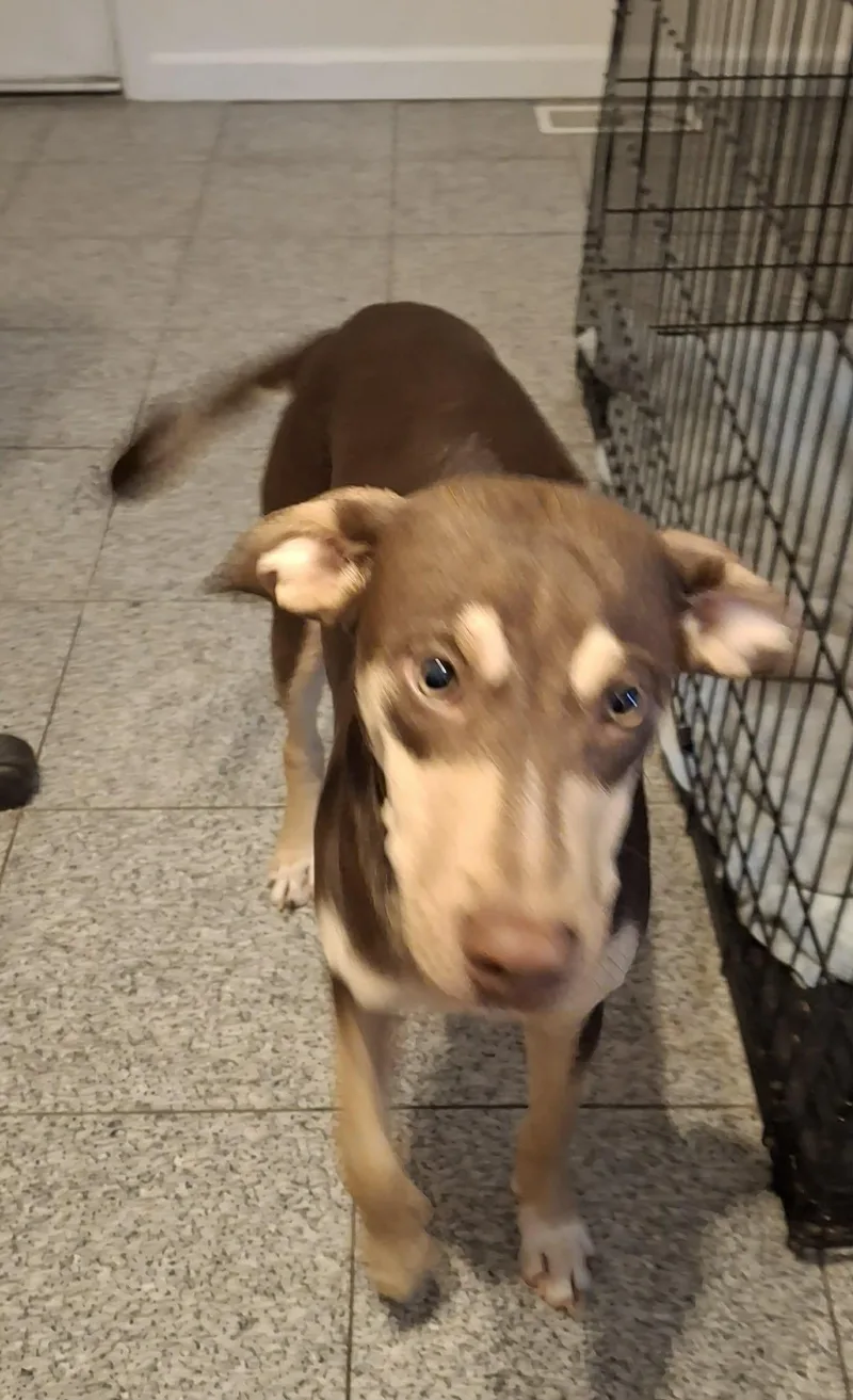 A baby medium-sized male Labrador Retriever dog named Derby for adoption in St. Louis, MO