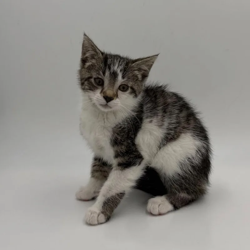 A baby small-sized female Domestic Short Hair cat named Aloe Vera for adoption in State College, PA