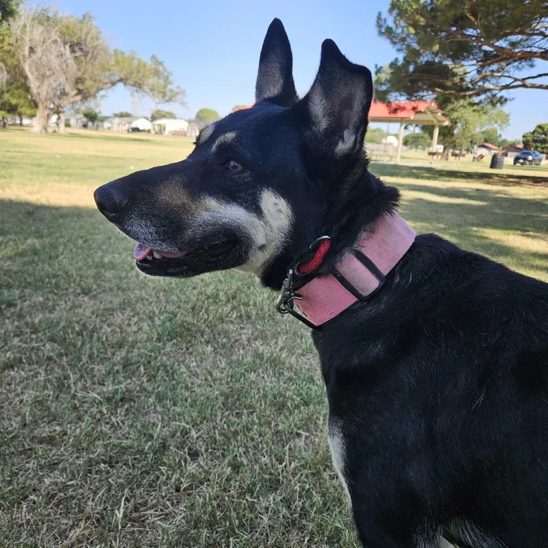 Nova