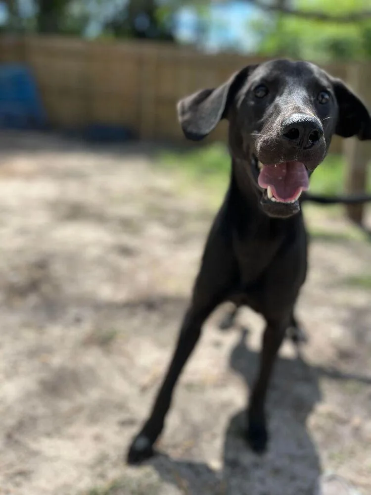 An adult medium-sized female Black Labrador Retriever dog named Whoopi Pie for adoption in Statesboro, GA