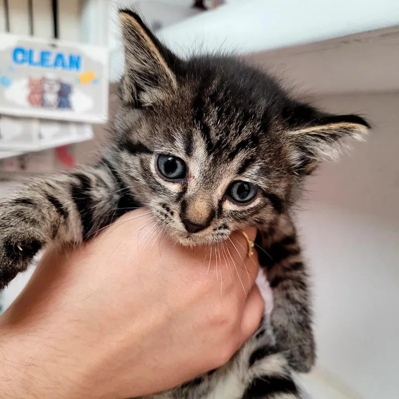 A baby small-sized female Domestic Short Hair cat named Tia for adoption in Allyn, WA