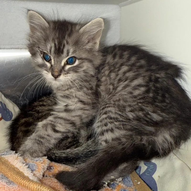 Clara