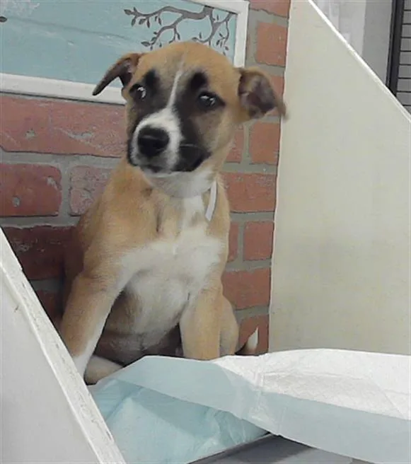 A baby small-sized female Labrador Retriever dog named Puppies for adoption in Houston, TX