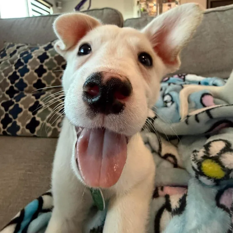 A baby small-sized female White / Cream Mixed Breed dog named Caribou for adoption in Buffalo, MN