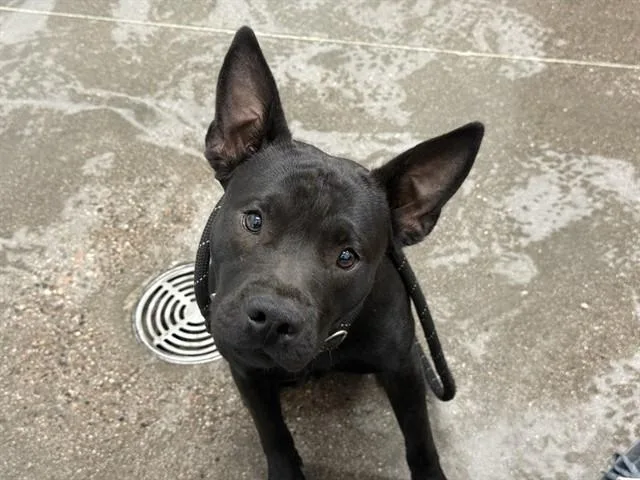 An adult large-sized male Pit Bull Terrier dog named Fruit Bat for adoption in Mesa, AZ