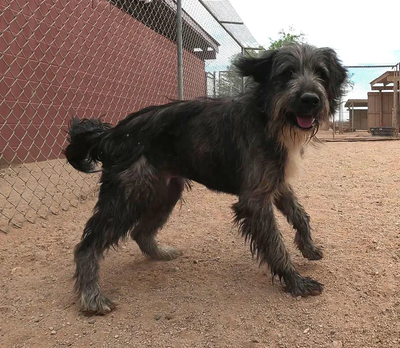 An adult medium-sized male Terrier dog named Samsung for adoption in Queen Creek, AZ