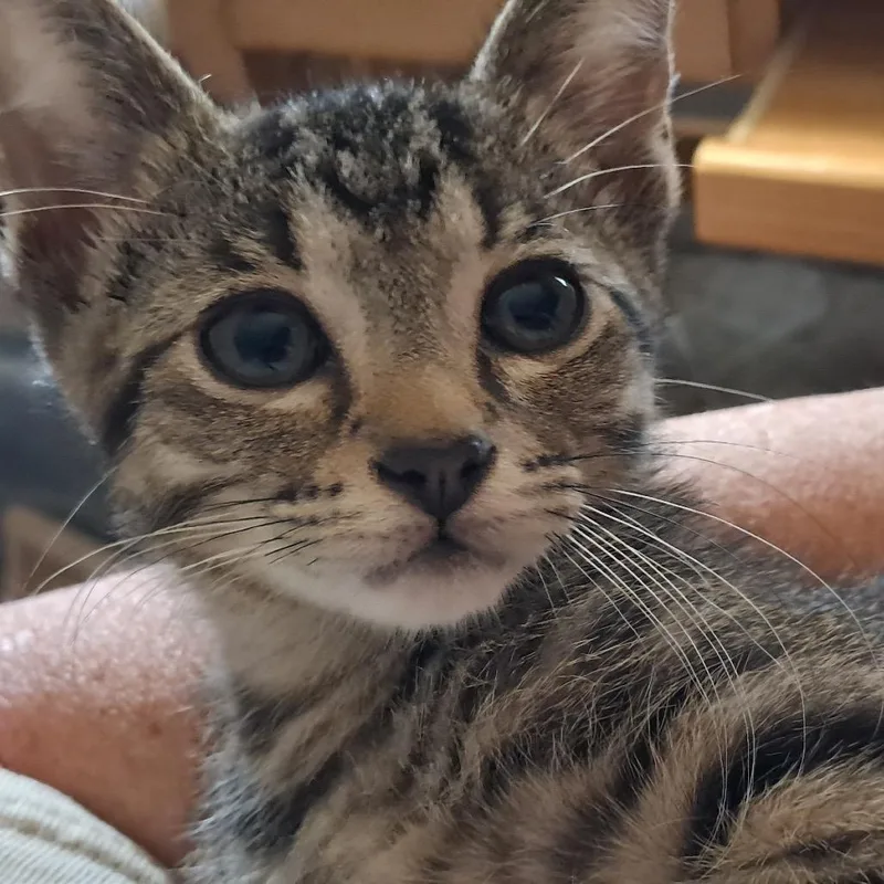 A baby small-sized female Gray / Blue / Silver Domestic Short Hair cat named Meeny for adoption in Wadena, MN