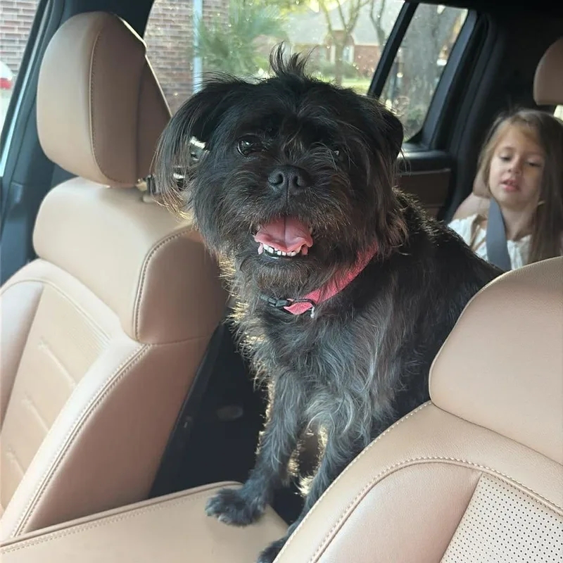 Rumi! Loving Companion! thumbnail 3