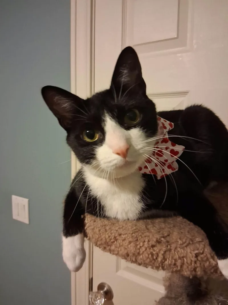 A young medium-sized male Black & White / Tuxedo Domestic Short Hair cat named Figaro for adoption in Wading River, NY
