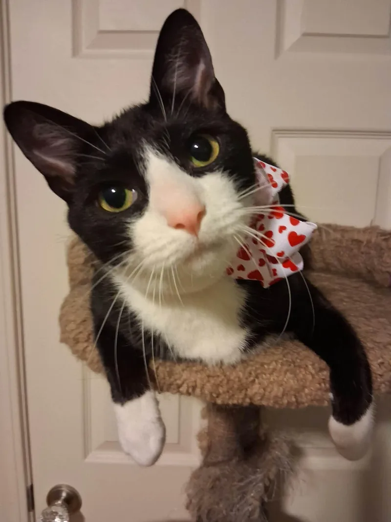 Figaro thumbnail 2