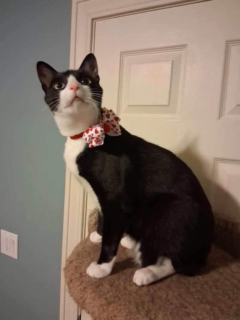 Figaro thumbnail 3